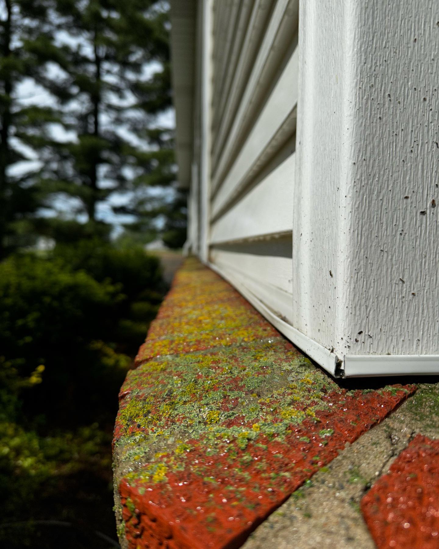 Close-up of algae and lichen growth on window sill and siding before pressure washing in Champaign County